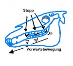 Pferdeschädel Stopp Pferdeschädel Stopp