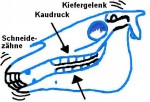 Schneidezähne Schneidezähne