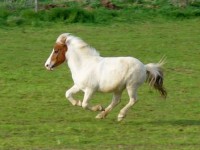 gesundes-pferd gesundes-pferd