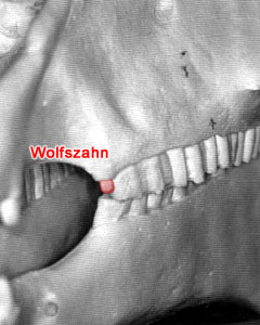 Wolfszahn Wolfszahn